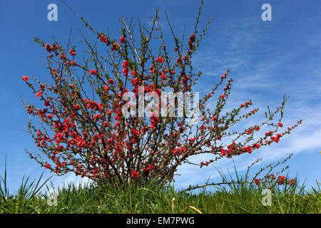 Frühling Japanische Quittenblüten Red Chaenomeles japonica Frühlingsblühender Sträucher im Garten vor blauem Himmel Frühlingsgarten Wiese blühende Quitte Stockfoto