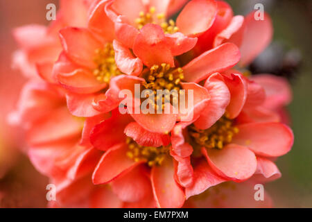 Blühende Quitte Chaenomeles Superba "Coral Sea" in einem Garten Stockfoto