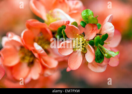 Blühende Quitte Chaenomeles Superba "Coral Sea" in einem Garten Stockfoto