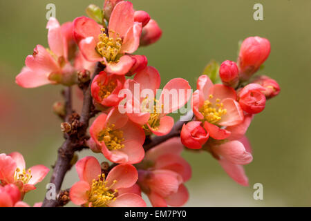 Blühende Quitte Chaenomeles Superba "Coral Sea" in einem Garten Stockfoto