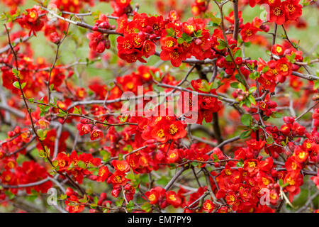 Frühlingsblühender Sträucher Rote Chaenomeles x superba „Nicoline“ Japanische Quitte blüht Chaenomeles „Nicoline“ blüht auf Zweigen Stockfoto