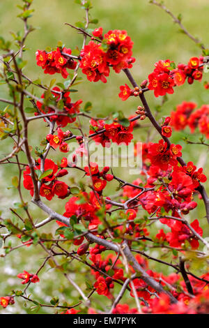 Chaenomeles superba Nicoline Rote Blumen blühende Sträucher Quince Blüten Chaenomeles x Superba Sträucher Stockfoto