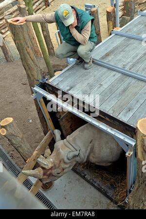 Leipzig, Deutschland. 17. April 2015. Ein Tierpfleger wartet Att er transport-Box für das schwarze Nashorn Serafine geben Sie den neuen Stall im Zoo in Leipzig, Deutschland, 17. April 2015. Sowohl der Leipziger Nashörner, Nandi und Serafine, in speziellen Transportboxen am Haken ein Schwerlastkran aus ihrem alten Gehege nach neuen Kiwara Kopje verlegt. Für den Umzug Tierpfleger seit zwei Wochen praktiziert. Foto: HENDRIK SCHMIDT/Dpa/Alamy Live News Stockfoto