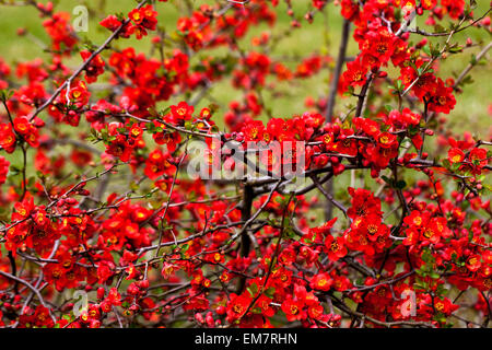 Chaenomeles superba „Nicoline“ Chinesblüten blühende Sträucher Chaenomeles x Superba Stockfoto