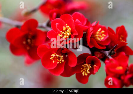 Chaenomeles japonica Quince Blume Rote Chaenomeles speciosa Simonii Blüten Stockfoto