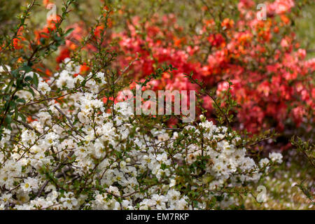 Blühende Quitten Blüte Chaenomeles japonica blühende Sträucher im frühen Frühjahr Gartenblumen Stockfoto