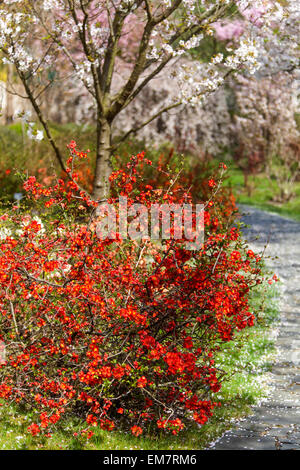 Blühende Quitte Chaenomeles japonica auf einem Gartenweg, unter einem blühenden Kirschbaum, fallende Blütenblätter Frühlingsblühende Quitte blühende Quitte blühende Quitte blühende Quittenblüten Stockfoto