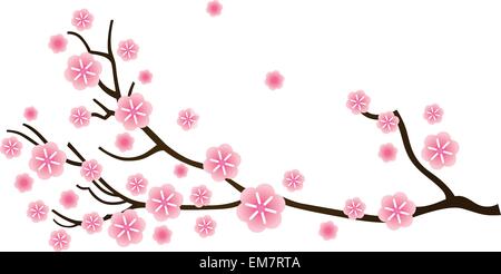 Sakura-Kirsche Blüte im Frühjahr isoliert auf weiss Stock Vektor
