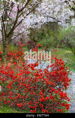 Blühende Quitten Chaenomeles japonica unter blühenden Kirschbaum, fallende Blütenblätter Stockfoto