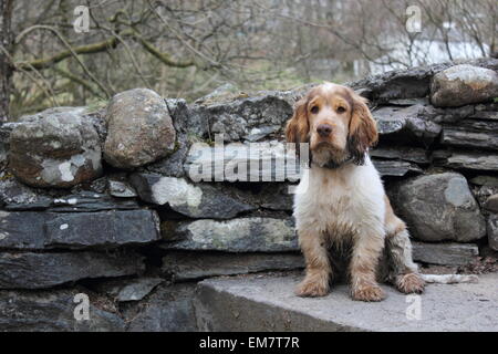 Schlammigen Cocker Spaniel Welpen sitzen auf einer Stufe Stockfoto