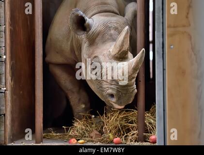 Leipzig, Deutschland. 17. April 2015. Nandi das schwarze Nashorn betritt den Stall in ihr neues Gehege im Zoo Leipzig, Deutschland, 17. April 2015. Sowohl der Leipziger Nashörner, Nandi und Serafine, in speziellen Transportboxen am Haken ein Schwerlastkran aus ihrem alten Gehege nach neuen Kiwara Kopje verlegt. Für den Umzug Tierpfleger seit zwei Wochen praktiziert. Foto: HENDRIK SCHMIDT/Dpa/Alamy Live News Stockfoto