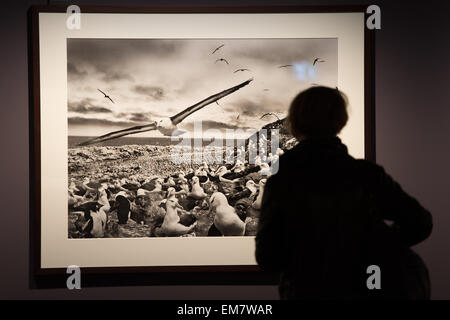 Berlin, Deutschland. 17. April 2015. Ein Besucher sieht in der Ausstellung des Projekts "Genesis" von Fotograf Sebastião Salgado im c/o Galerie in Berlin, Deutschland, 17. April 2015. Foto: MAURIZIO GAMBARINI/Dpa/Alamy Live News Stockfoto