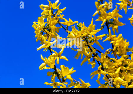 Forsythia x intermedia, Nahaufnahme, gelbblauer Himmel Stockfoto