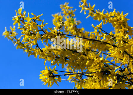 Forsythia x intermedia blüht Gartenstrauch blühende Zweige im Frühfrühlingsblühende Forsythia Stockfoto