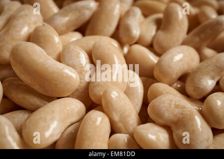 Gekochten weißen Kidney-Bohnen, auch genannt Cannellini Stockfoto