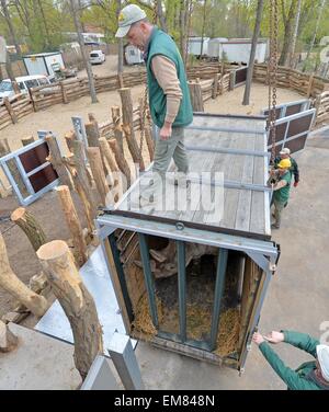 Leipzig, Deutschland. 17. April 2015. Ein Tierpfleger Fäden eine Transportbox mit schwarzen Nashorn Serafine vor dem Eingang zum neuen Rhino Gehege im Zoo Leipzig, Deutschland, 17. April 2015. Sowohl der Leipziger Nashörner, Nandi und Serafine, in speziellen Transportboxen am Haken ein Schwerlastkran aus ihrem alten Gehege nach neuen Kiwara Kopje verlegt. Für den Umzug Tierpfleger seit zwei Wochen praktiziert. Foto: HENDRIK SCHMIDT/Dpa/Alamy Live News Stockfoto