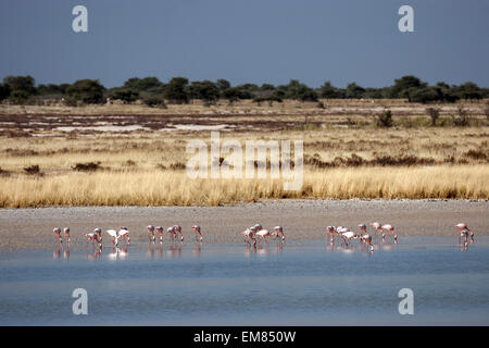 Rosaflamingos (Phoenicopterus Ruber Roseus) im Wasser, Etosha Nationalpark, Namibia Stockfoto