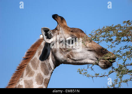 Giraffe (Giraffa Plancius) ernähren sich von Blättern von einem Kamel Dornenbaum, Etosha Nationalpark, Namibia Stockfoto