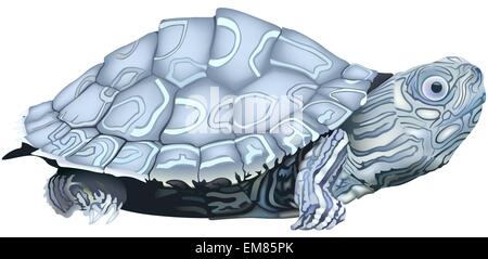 Karte-Schildkröte Stock Vektor