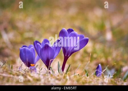 Krokus gehört zu den ersten Blumen blühen im Frühjahr. Stockfoto