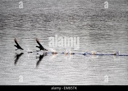 Zwei Blässhühner sprinten auf dem See. Wasservögel kämpfen und laufen auf dem Wasser. Stockfoto