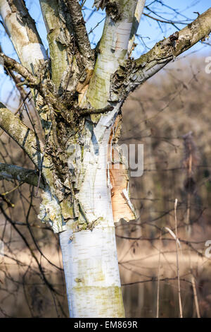 Abblätternde Rinde leichte Birke (Betula Papyrifera) Stockfoto