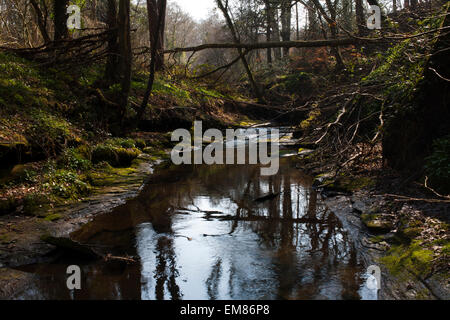 Die Pont Burn Fluss und Wald in der Nähe von Hamsterley Mill in der Grafschaft Durham. Stockfoto