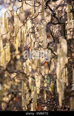 Kätzchen der Korkenzieher-Hasel (Corylus Avellana 'Contorta') Stockfoto