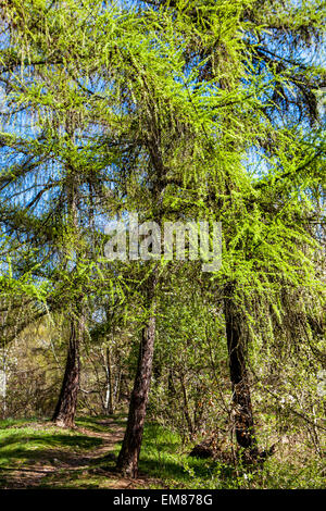 Larix decidua-Bäume Larch-Nadelbäume Stockfoto