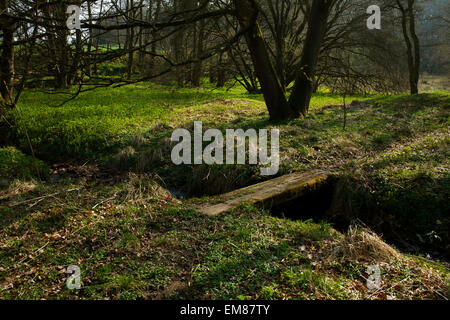 Ein Wanderweg durch den offenen Wald an einem sonnigen Frühlingsmorgen laufen. Stockfoto