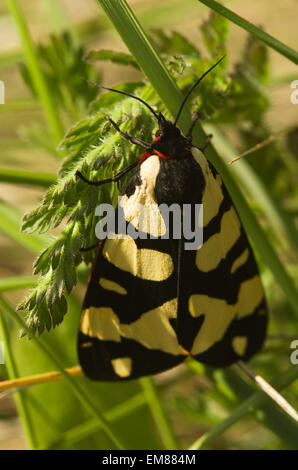 Creme-Ort Tiger Moth - Epicallia villica Stockfoto