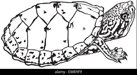 Schildkröte Stock Vektor