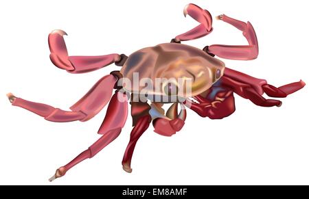 Rote Krabbe Stock Vektor