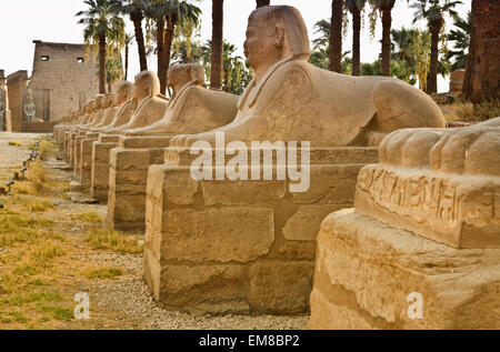 Die Allee der Sphinxe, die Bestandteil der Luxor-Tempel in Ägypten Stockfoto