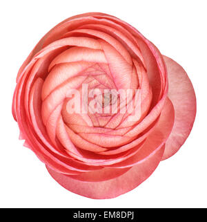 Rosa Ranunkeln isoliert auf weißem Hintergrund. Blütenkopf Stockfoto