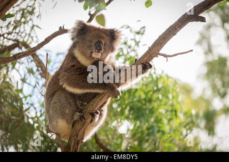 Koalabär sitzt auf dem Baum mit seinen Koala-baby Stockfoto