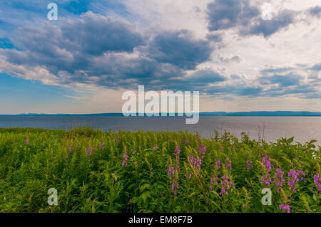 Bereich der Lupinen, Forillon Nationalpark Gaspesie Quebec Stockfoto