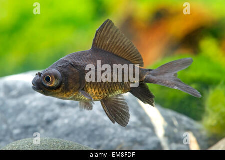 Carassius Auratus Black Moon, Goldfisch, Goldfische Stockfoto