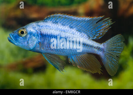 Dimidiochromis Compressiceps blau, Malawi Messer-Haplochromis, Messer Malawi-Cyrtocara Stockfoto