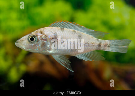 Dimidiochromis Compressiceps fünf Farben, Malawi Messer-Haplochromis, Messer Malawi-Cyrtocara Stockfoto