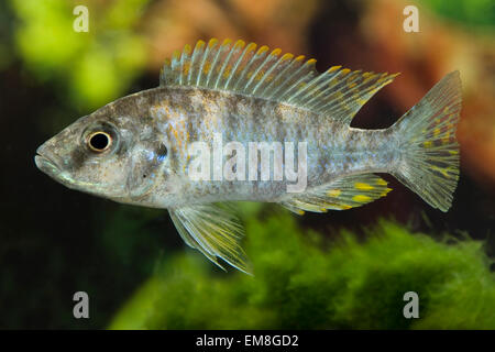 Dimidiochromis Compressiceps fünf Farben, Malawi Messer-Haplochromis, Messer Malawi-Cyrtocara Stockfoto