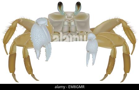 Strand-Krabbe Stock Vektor