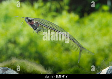 Kryptopterus Bicirrhis, Indischer Glaswels, indische Glas Wels Stockfoto