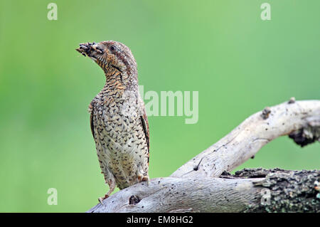 Eurasische Wendehals Stockfoto