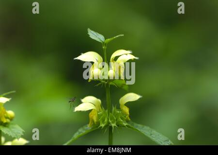 Erzengel (Lamium Galeobdolon) Blüte im Frühjahr gelb Stockfoto