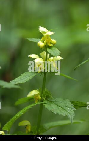 Erzengel (Lamium Galeobdolon) Blüte im Frühjahr gelb Stockfoto