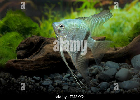 Pterophyllum Scalare Blau, Segelflosser, Angelfish Stockfoto