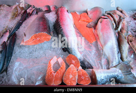 Frischen rohen Lachs auf Eis Theke, Fischmarkt in Bergen, Norwegen. Große Stücke rohen Lachs, Fisch auf Eis. Stockfoto