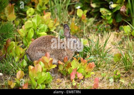 Wildkaninchen 5 Stockfoto