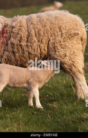 Lamm, die Fütterung von Mutterschaf Schafe im Frühjahr April Herefordshire UK Stockfoto